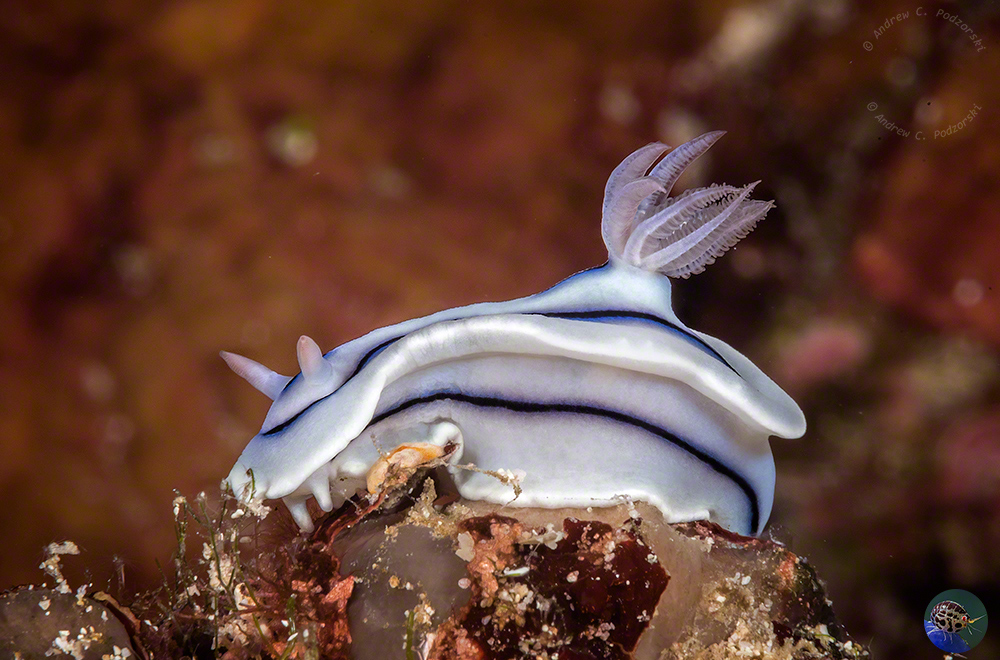 Chromodoris lochi