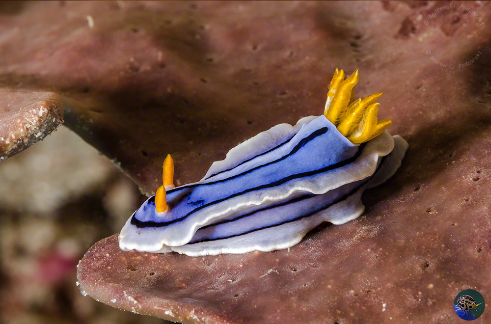 Chromodoris cf. lochi