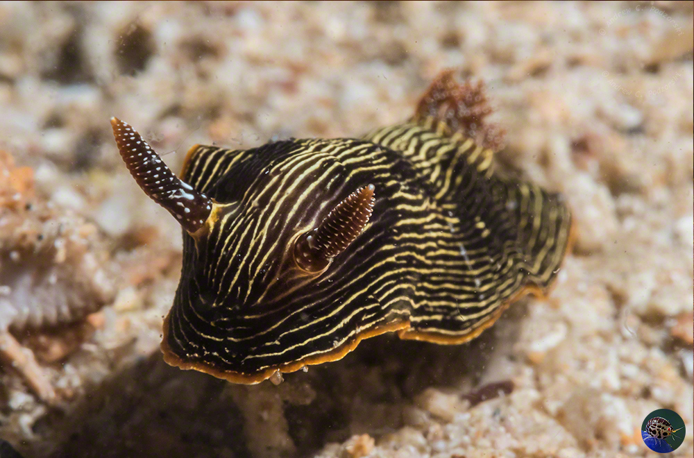 Chromodoris lineolata