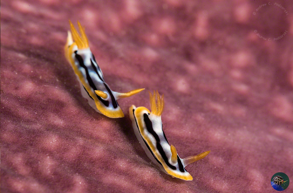 Chromodoris strigata