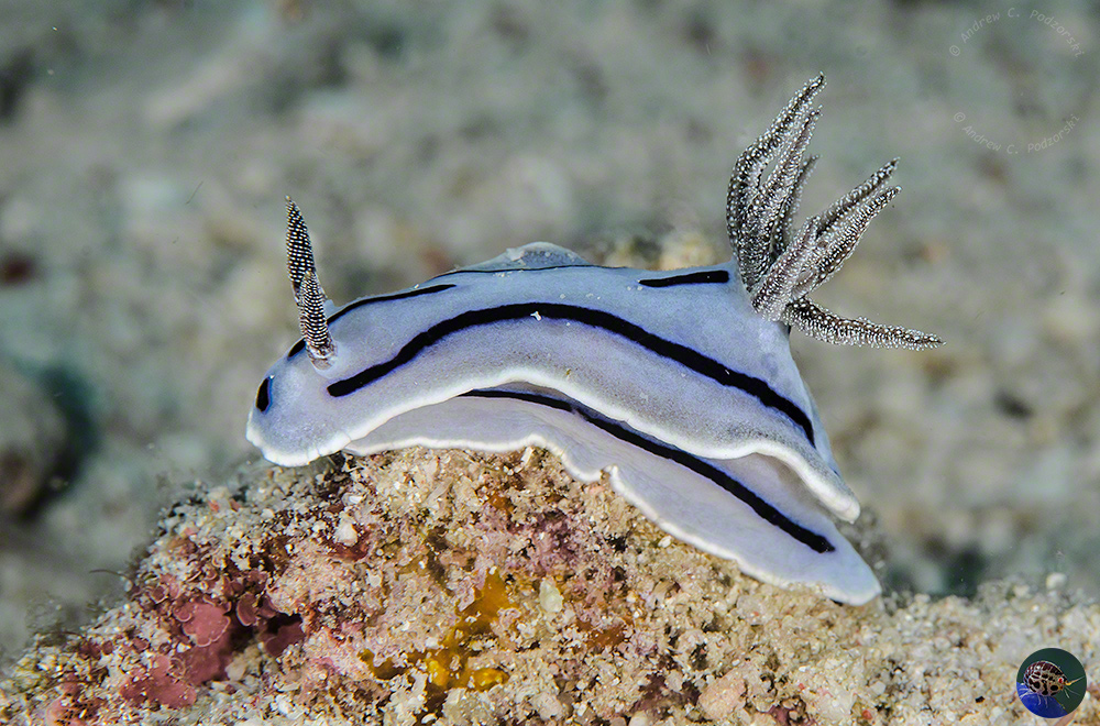 Chromodoris willani