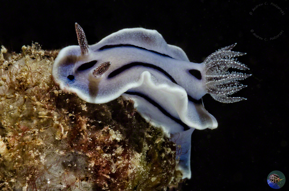 Chromodoris willani