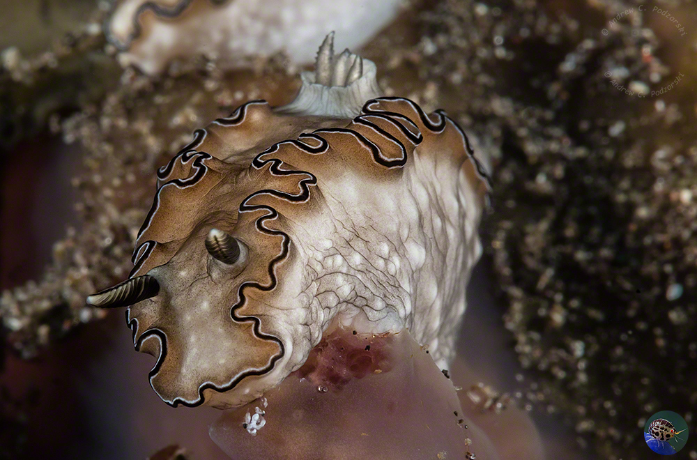 Doroprismatica balut