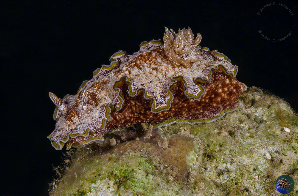 Glossodoris cincta