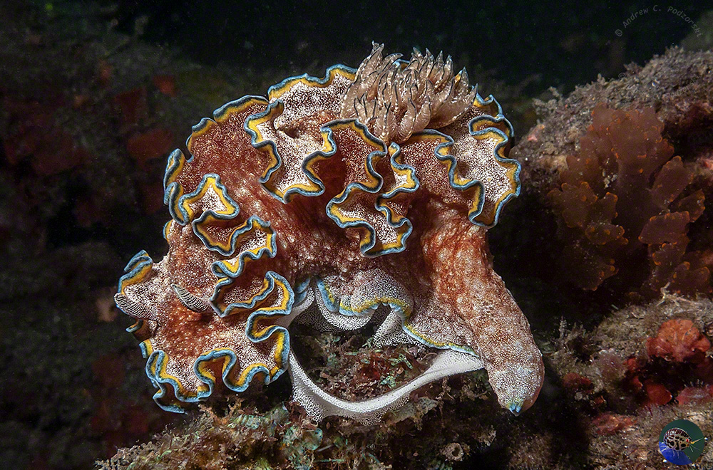 Glossodoris cincta