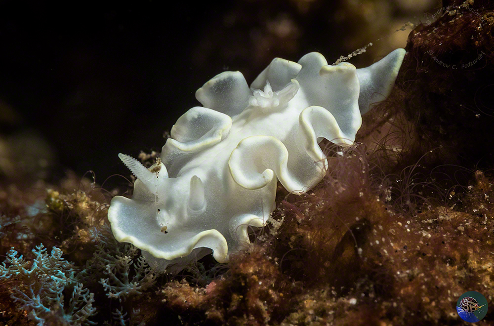 Glossodoris pallida