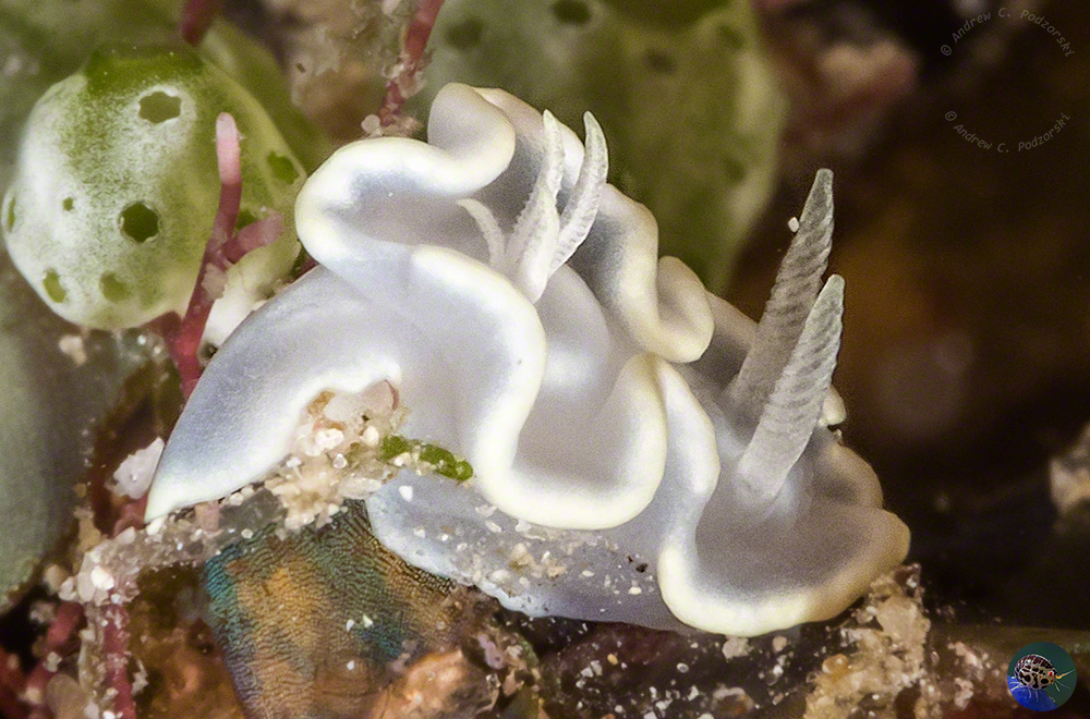 Glossodoris pallida