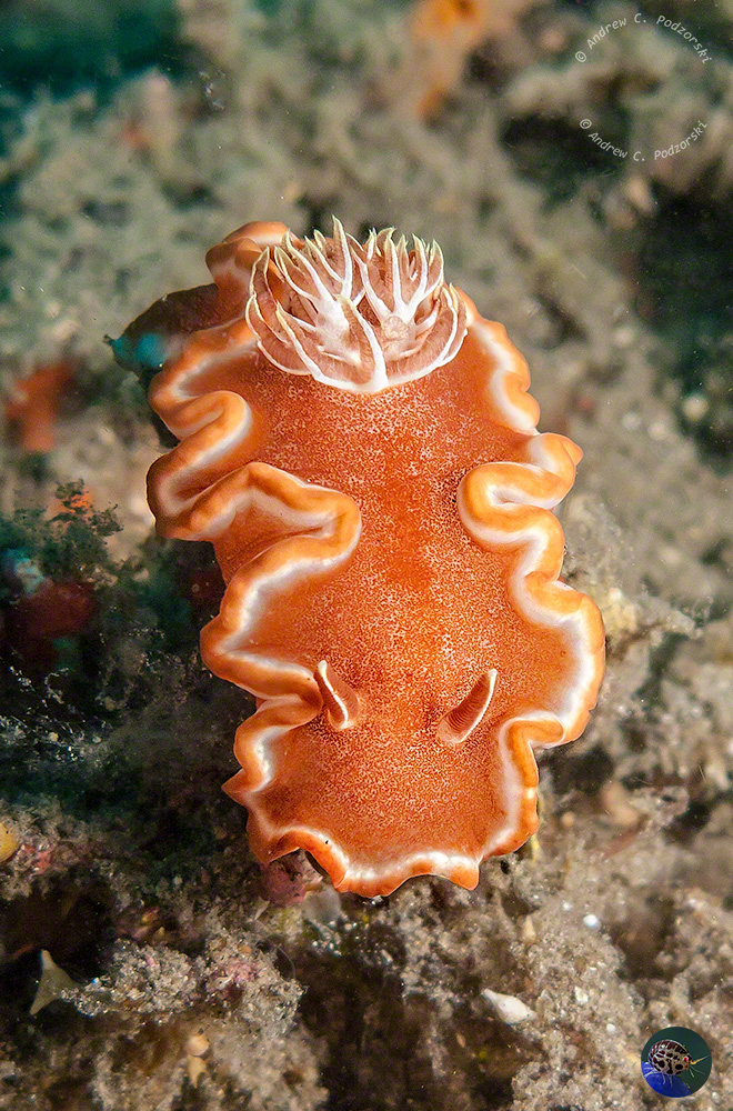 Glossodoris rufomarginata