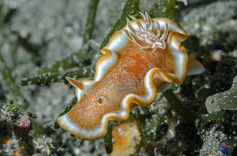 Glossodoris rufomarginata