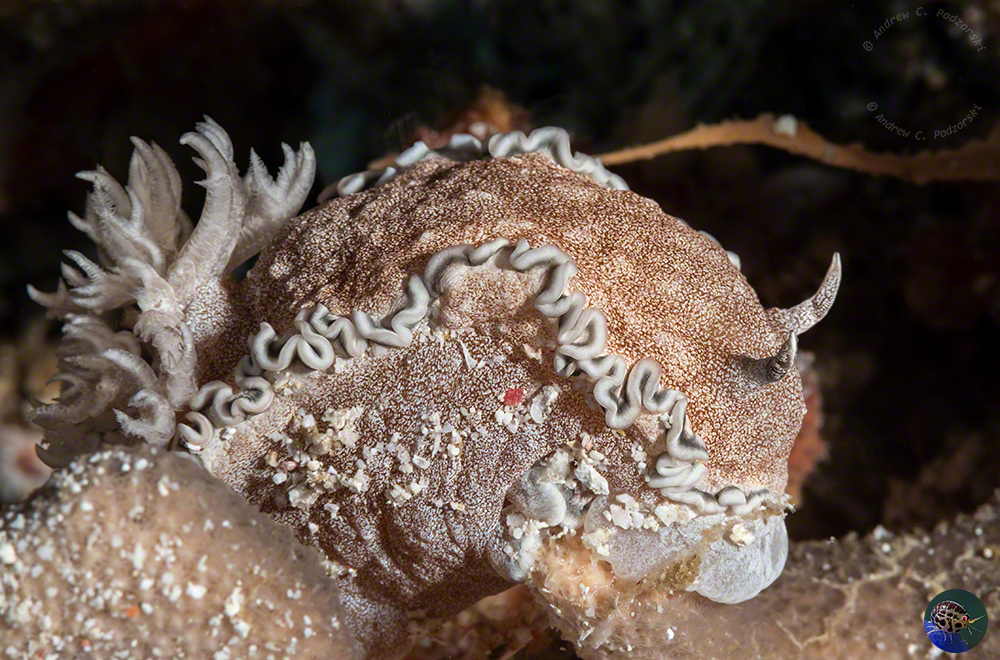 Glossodoris sp.