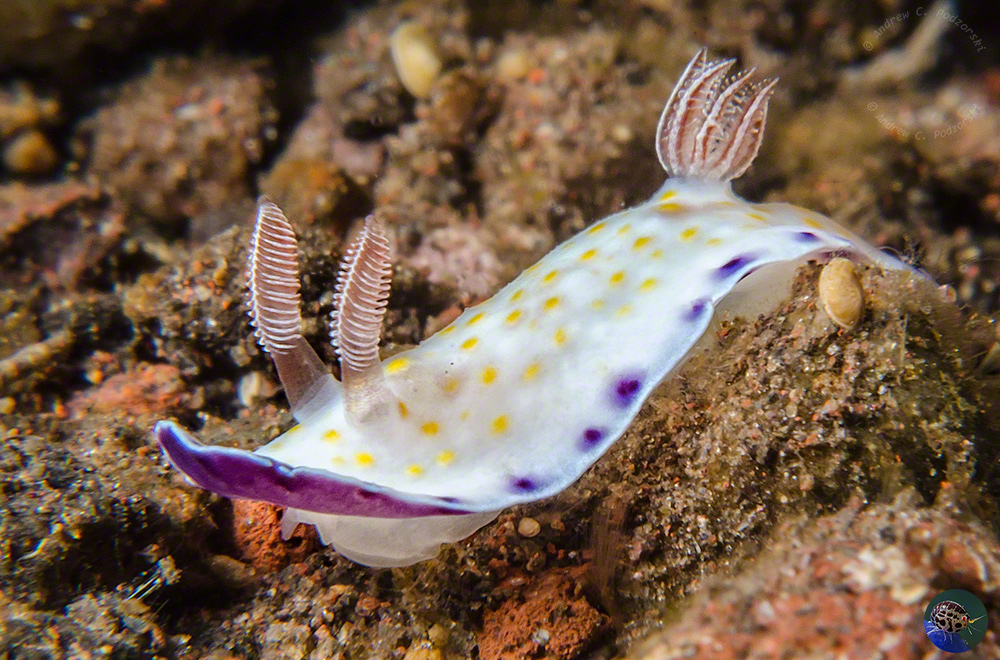 Goniobranchus cf. aureopurpurea