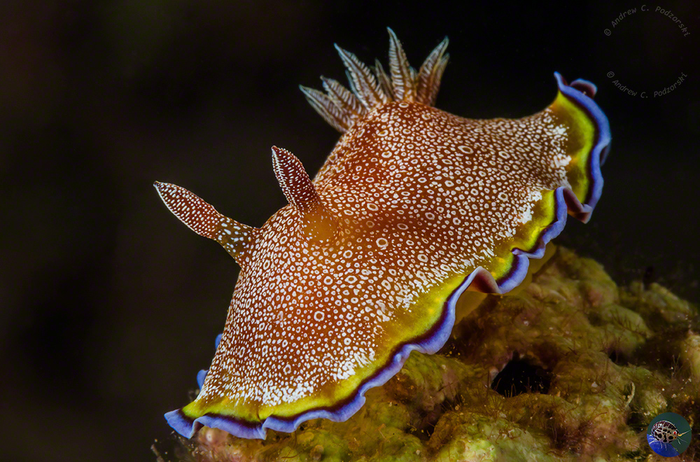 Glossodoris bonwanga