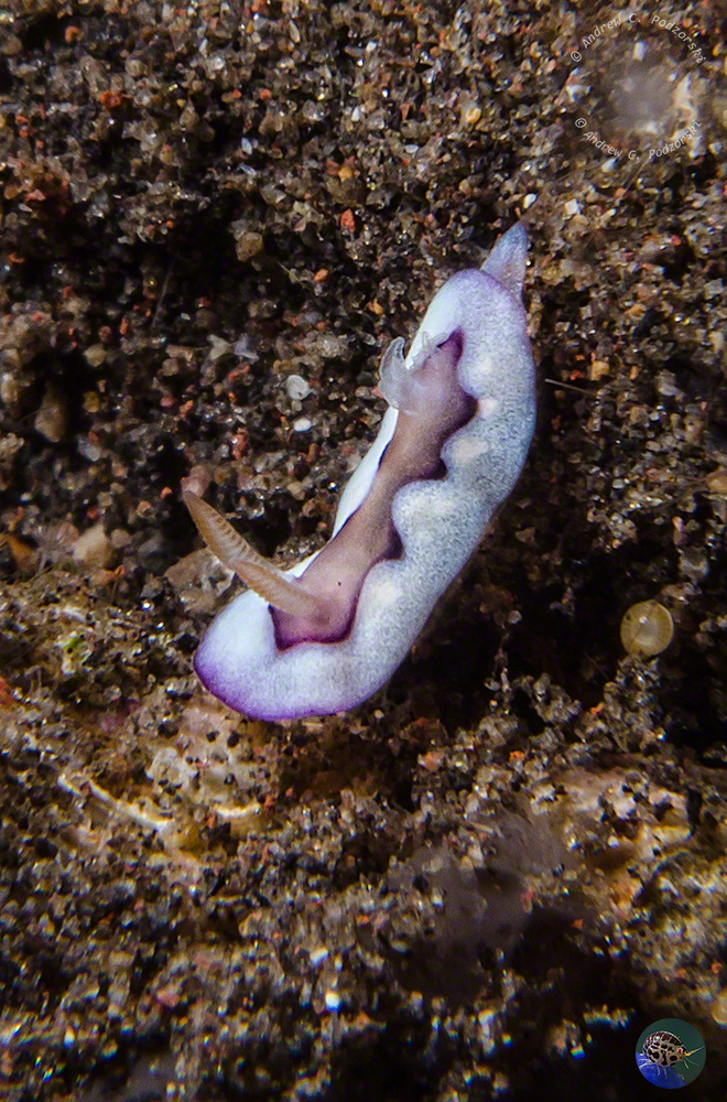Goniobranchus coi juvenile