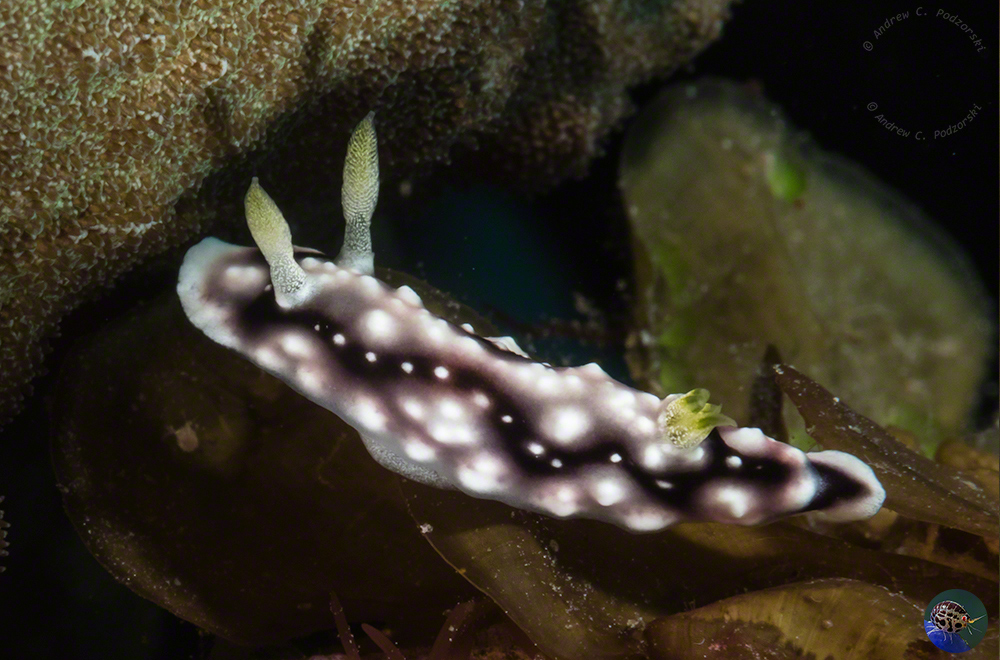 Goniobranchus geometricus