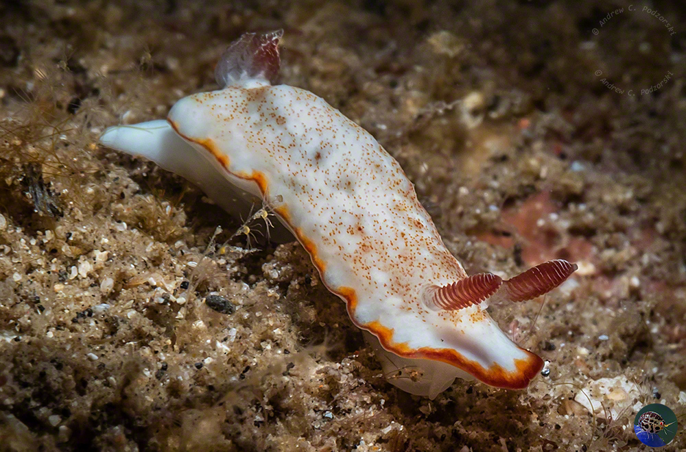 Goniobranchus preciosus