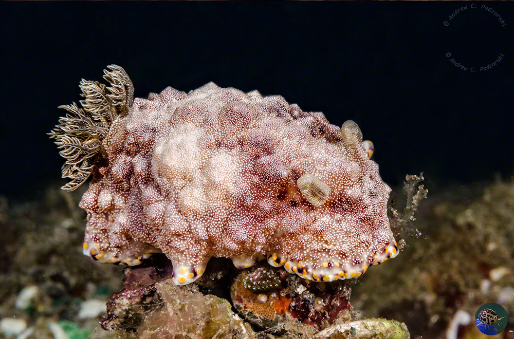 Goniobranchus sp. 25 (Gosliner et. al. 2018)