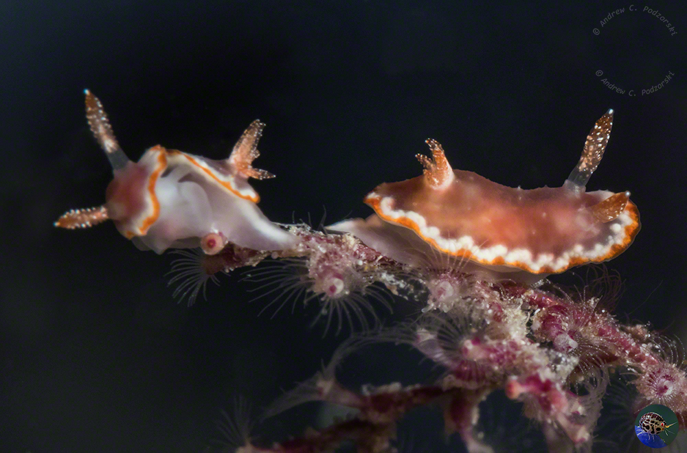 Goniobranchus sp. 42 (Gosliner et al. 2018)