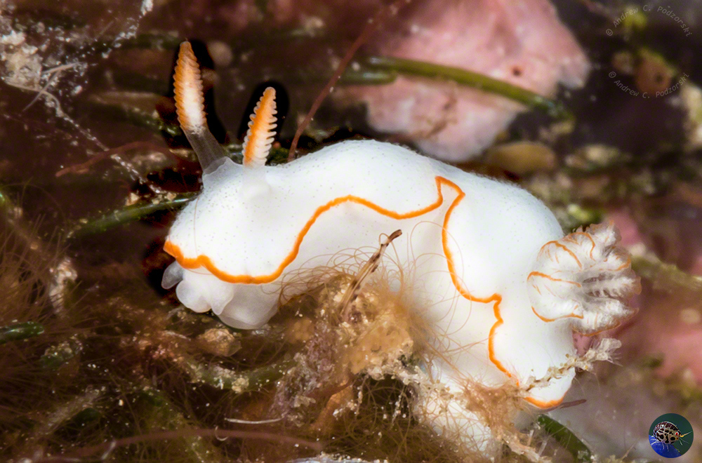 Goniobranchus cf. verrieri