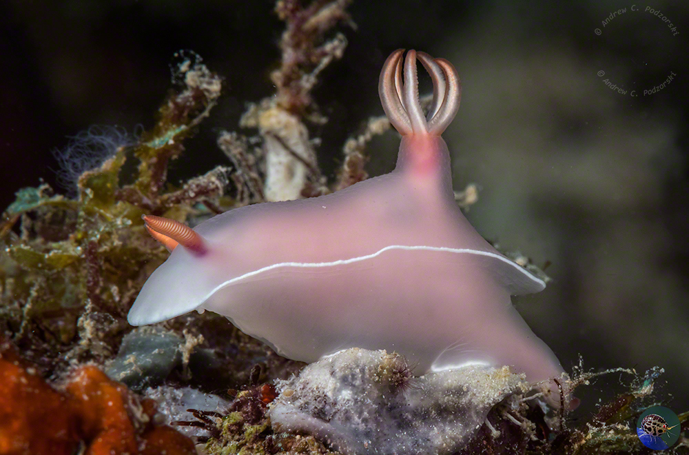Hypselodoris bullocki