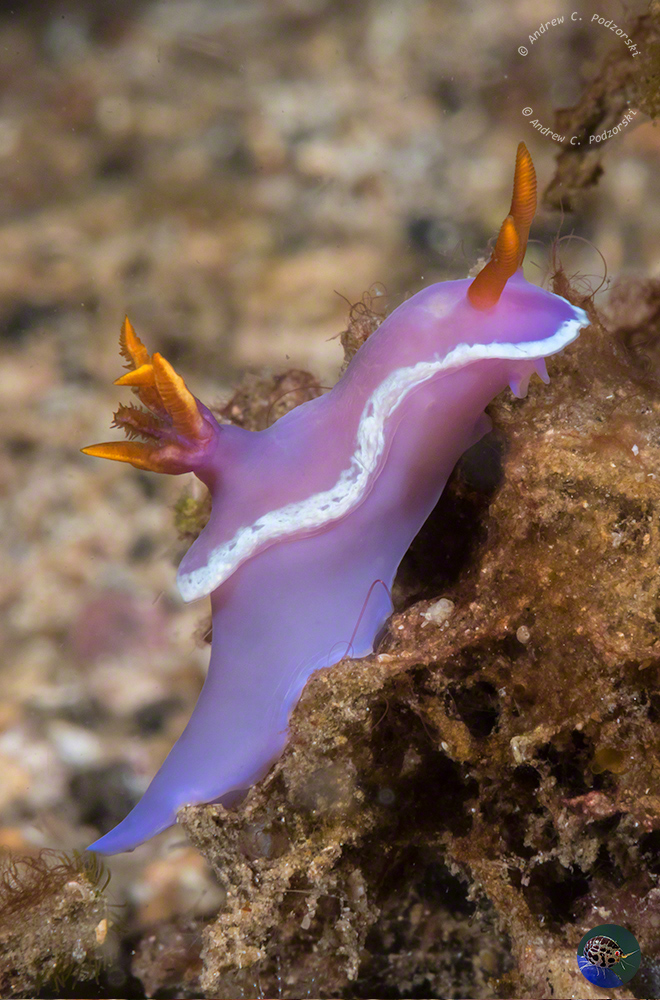 Hypselodoris iba