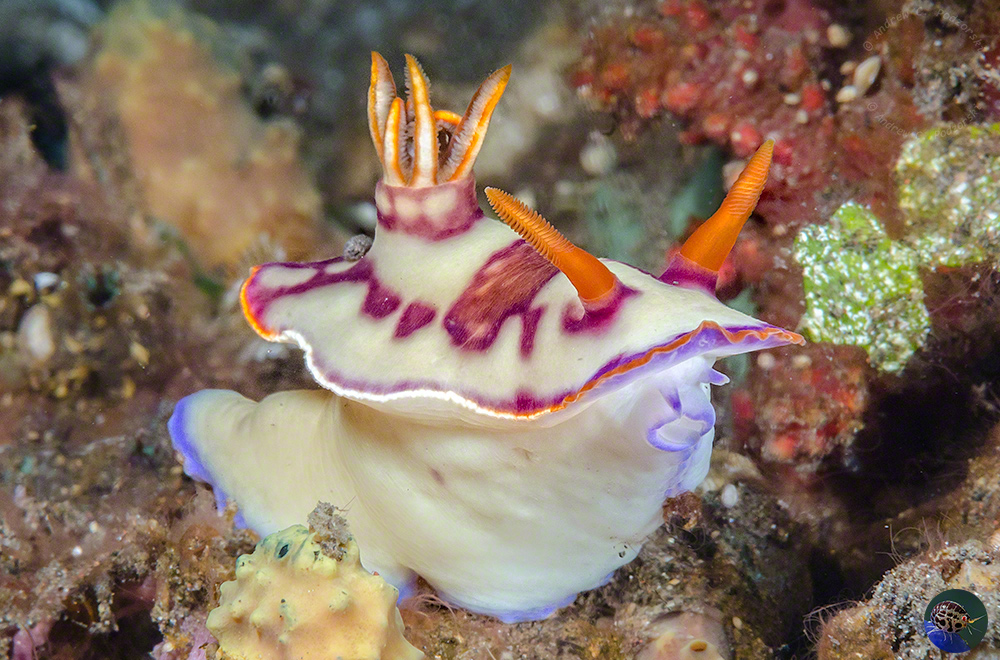 Hypselodoris cf. iba