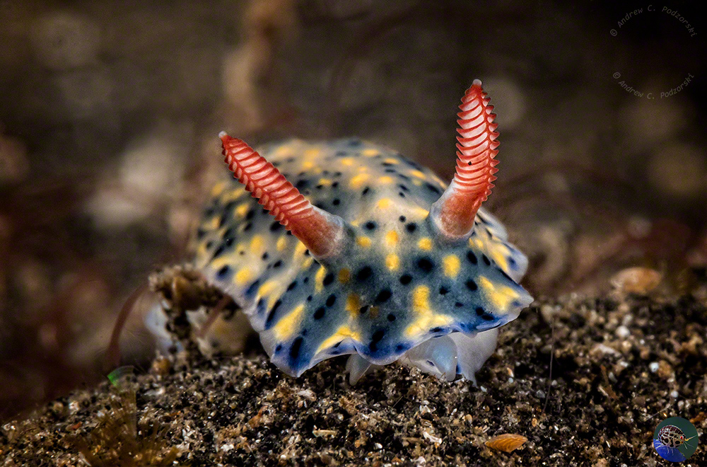 Hypselodoris infucata