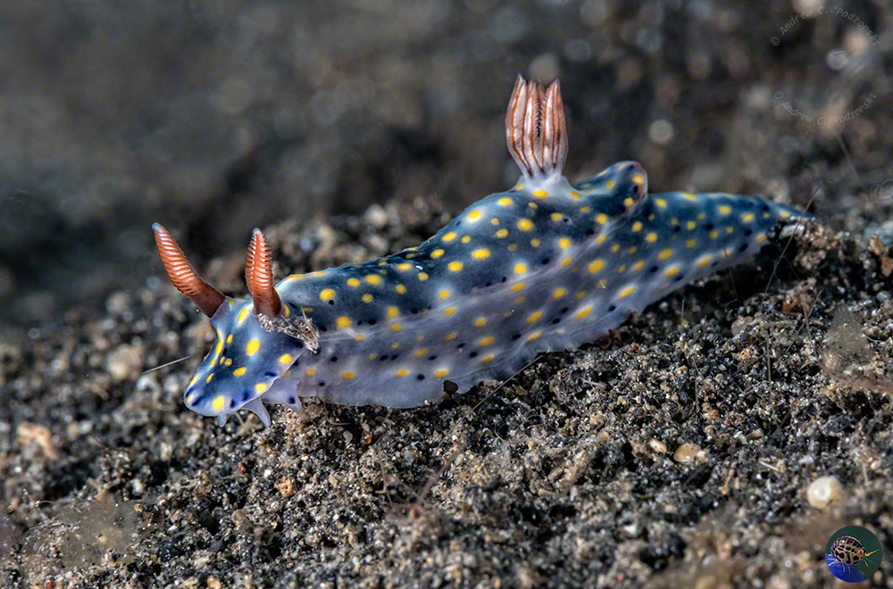 Hypselodris infucata