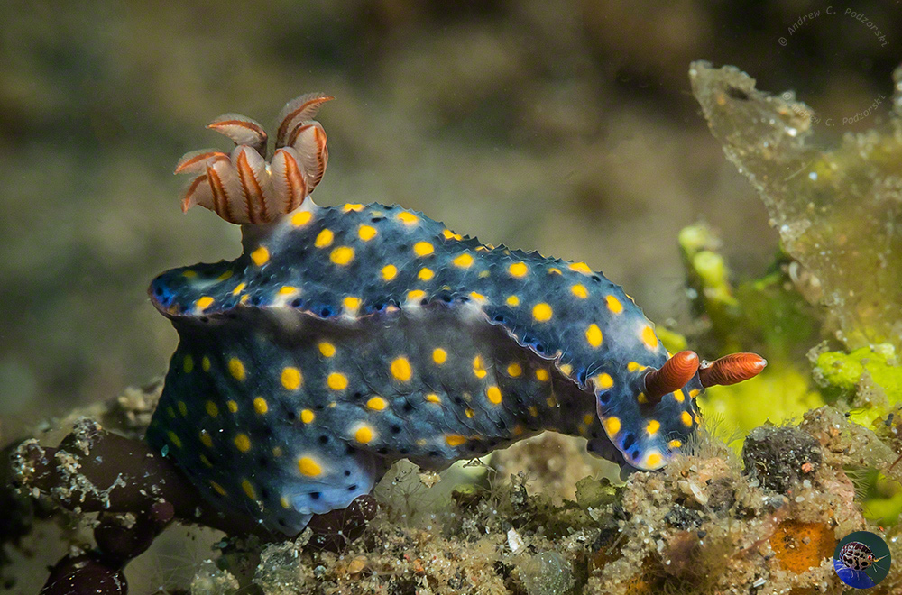 Hypselodoris infurcata