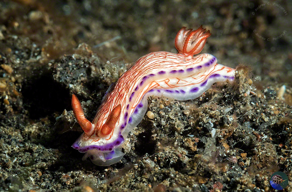 Hypselodoris katherinae