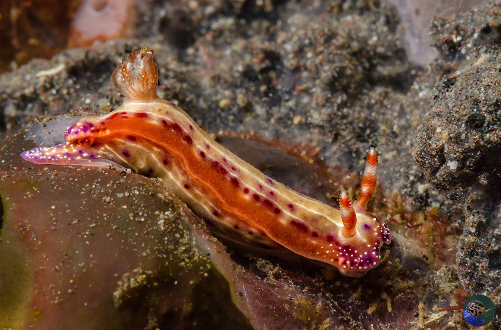 Hypselodoris maculosa