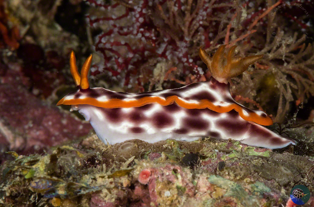 Hypselodorus purpureomaculosa