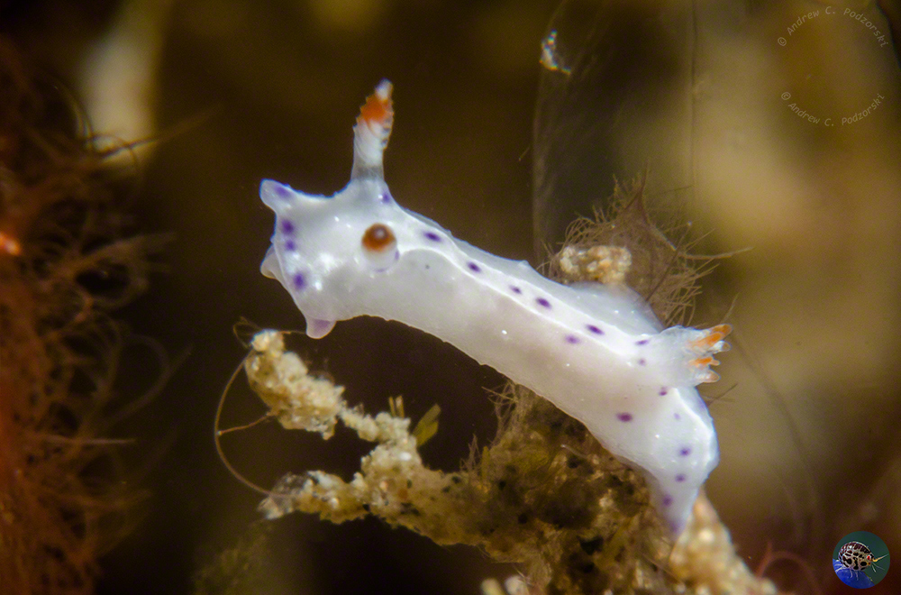 Hypselodoris sp.