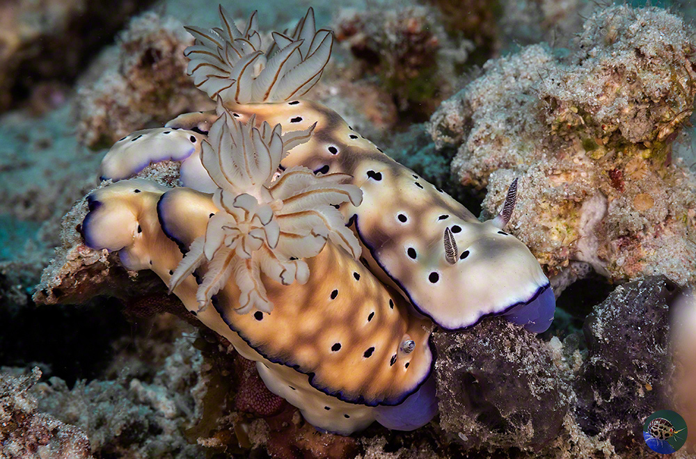 Hypselodoris tyroni