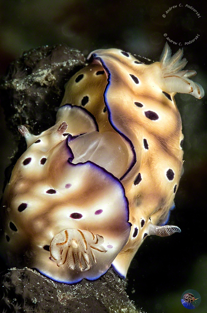 Hypselodoris tyroni