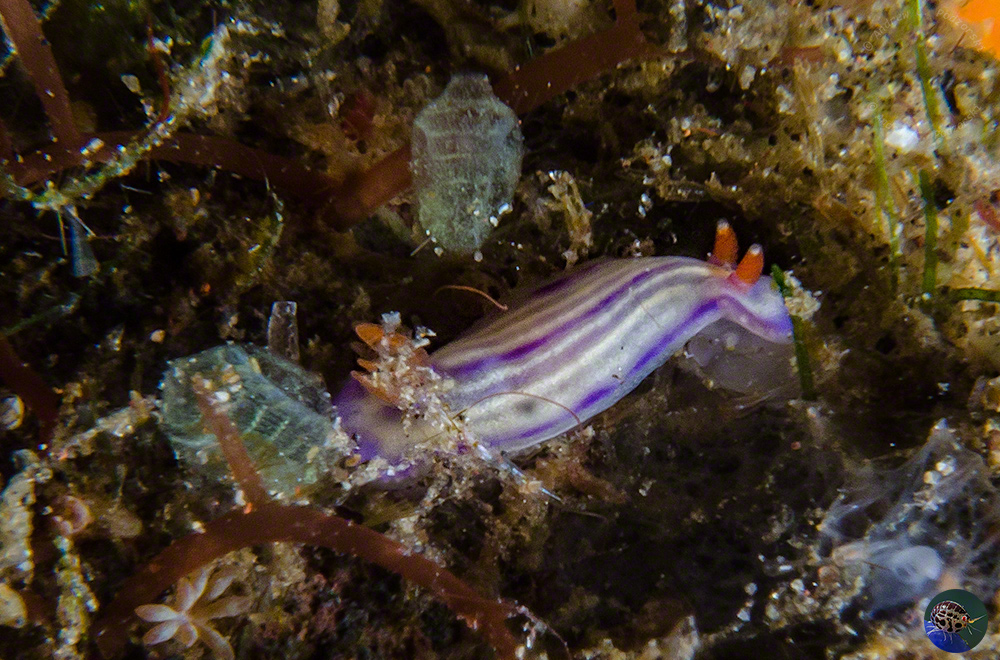 Hypselodoris whitei