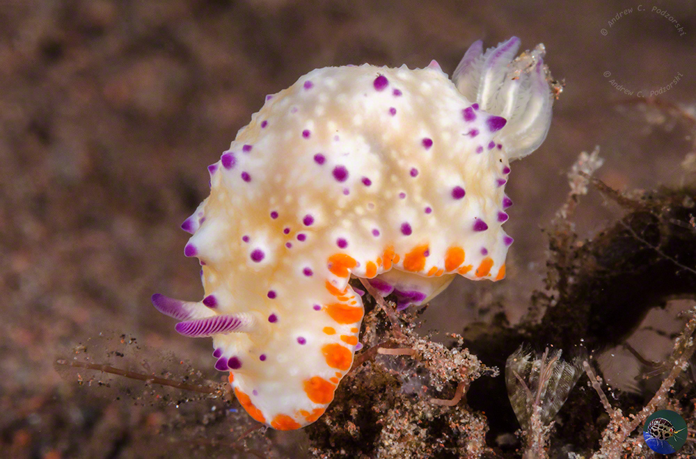 Mexichromis multituberculata