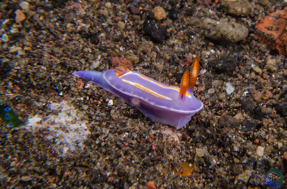 Mexichromis trilineata