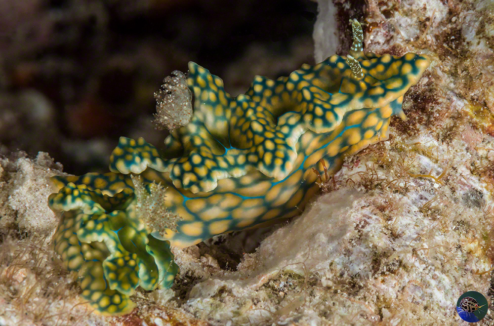 Miamira sinuata pairing