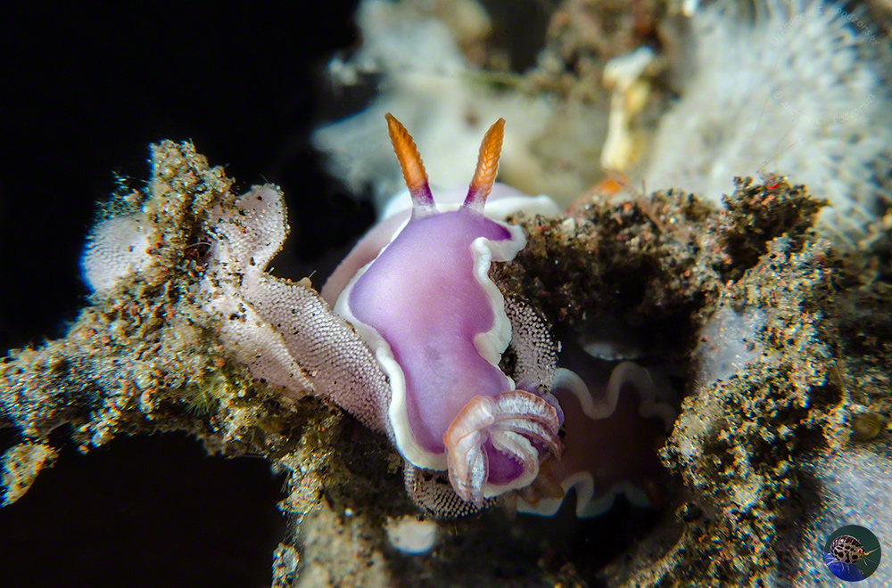Thorunna halourga with eggs