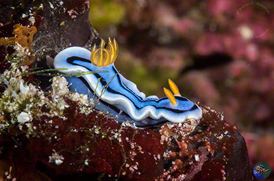 Chromodoris annae