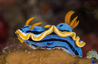 Chromodoris elisbethina