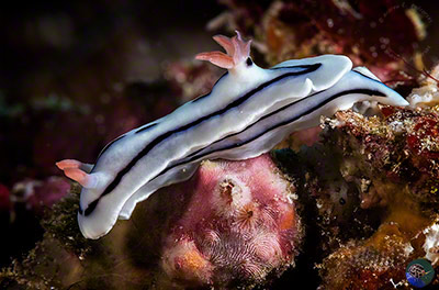 Chromodoris lochi