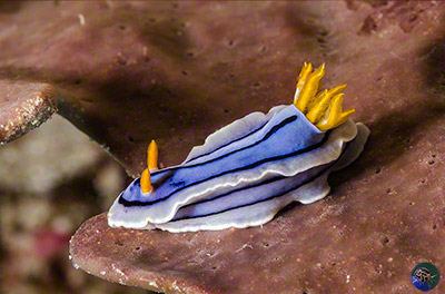 Chromodoris cf. lochi