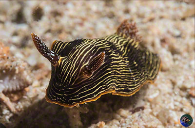 Goniobranchus geometricus