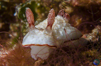Chromodoris preciosa