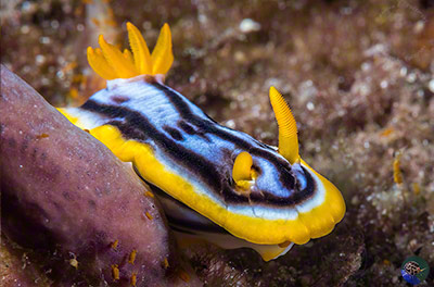Chromodoris strigata