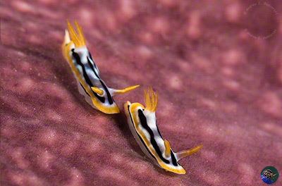 Chromodoris strigata