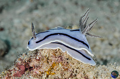 Chromodoris willani