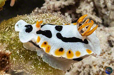 Chromodoris sp. 7 (Gosliner et al. 2018)