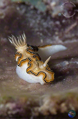 Doroprismatica balut